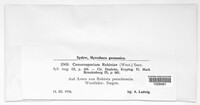 Camarosporium robiniae image